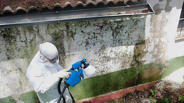 Trusted Bathroom Mold Removal service in South Haven, MI - Cheap Mold Removal